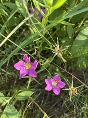 Sabatia campestris