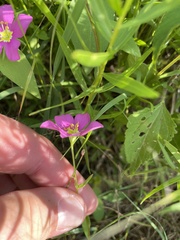 Sabatia campestris