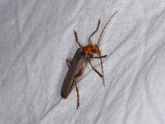 Pacificanthia consors