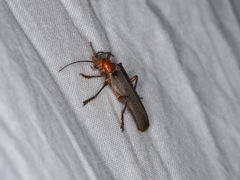 Pacificanthia consors