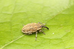 Larinus longirostris