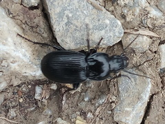 Pterostichus melas