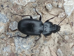 Pterostichus melas