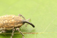 Larinus longirostris