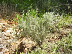 Mercurialis tomentosa