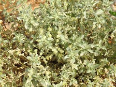 Mercurialis tomentosa