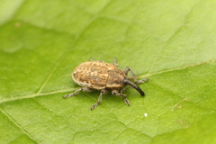 Larinus longirostris