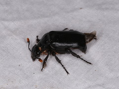 Nicrophorus nigrita