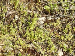 Lysimachia linum-stellatum