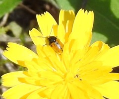 Cryptocephalus rugicollis