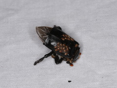 Nicrophorus nigrita