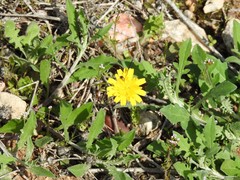 Cryptocephalus rugicollis