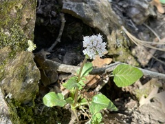 Valeriana arizonica