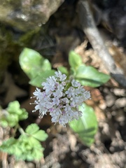Valeriana arizonica