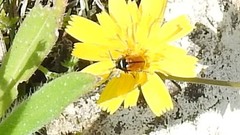 Cryptocephalus rugicollis