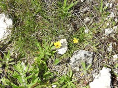 Cryptocephalus rugicollis