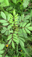 Indigofera