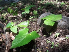 Dorstenia contrajerva