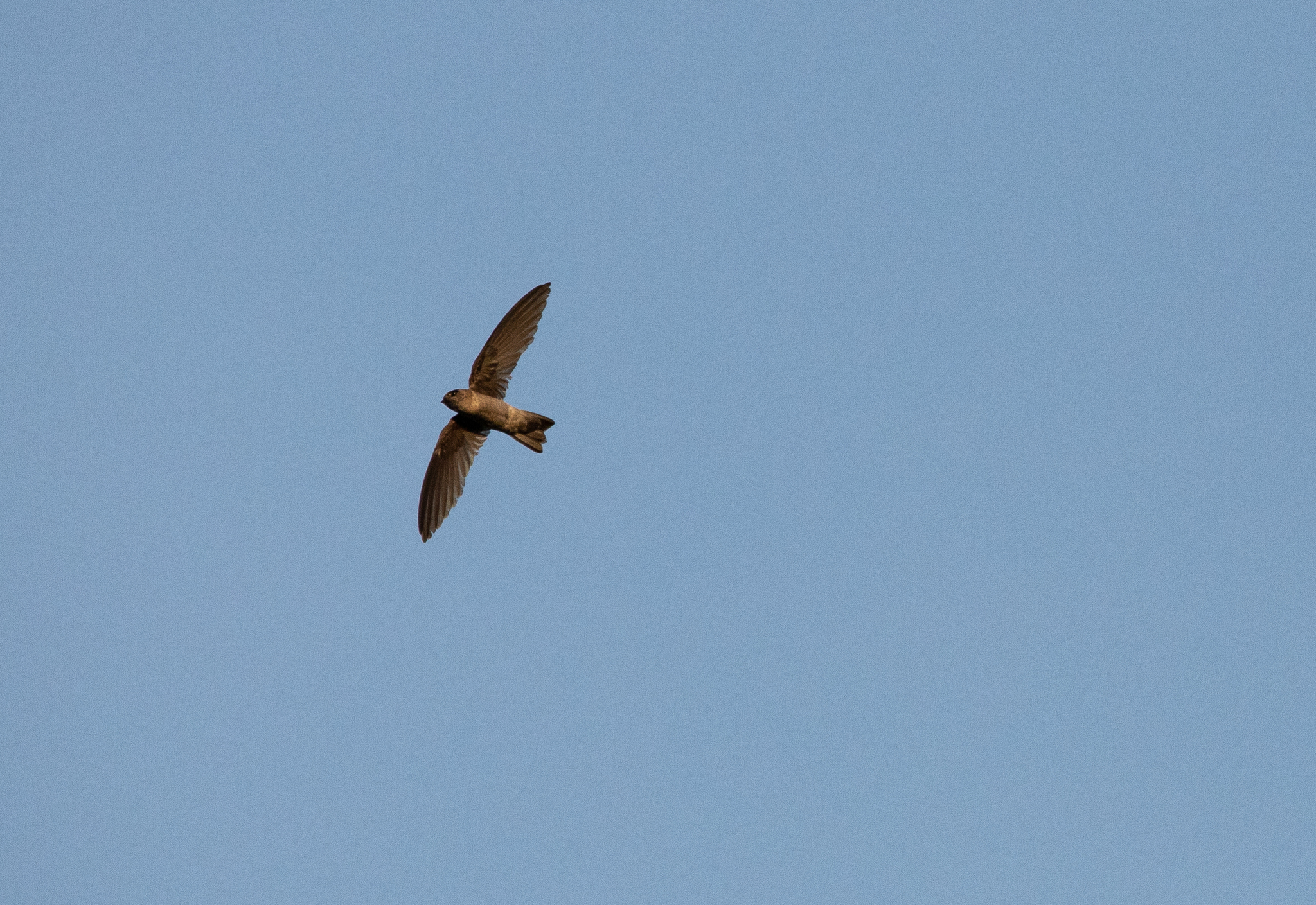 Edible-nest Swiftlet