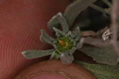 Rhopalomyia conica