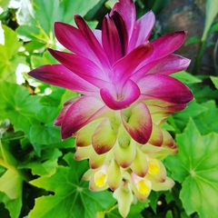 Curcuma zedoaria