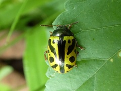 Calligrapha fulvipes