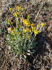 Packera bellidifolia