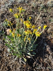 Packera bellidifolia