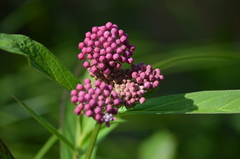 Asclepias incarnata incarnata