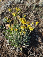 Packera bellidifolia