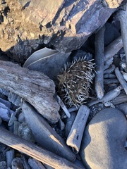 Diodon hystrix