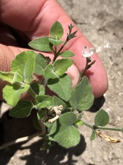 Carlowrightia torreyana