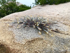 Acmispon argophyllus argophyllus