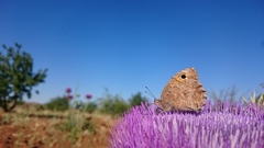 Hipparchia statilinus