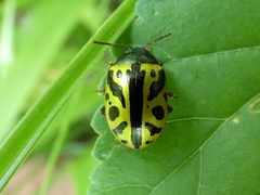 Calligrapha fulvipes