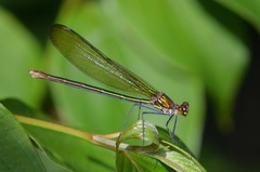 Calopteryx amata