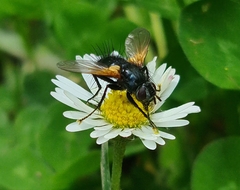Zophomyia temula
