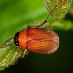 Nipponoserica