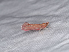Apache californicum
