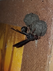 Brachymenes dyscherus