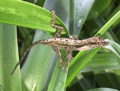 Anolis antonii