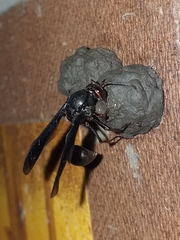 Brachymenes dyscherus