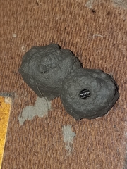 Brachymenes dyscherus