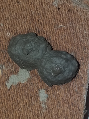 Brachymenes dyscherus