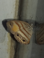 Cissia pseudoconfusa