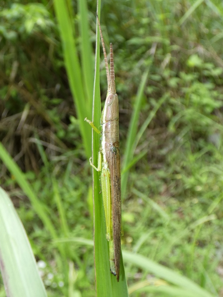 Cylindrotettix insularis