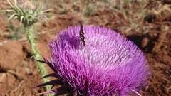 Hipparchia statilinus