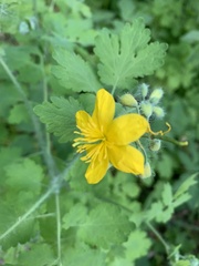 Chelidonium majus