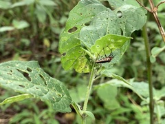Hypselonotus interruptus