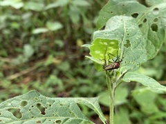 Hypselonotus interruptus